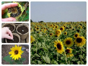 Benefit of sunflower seed oil